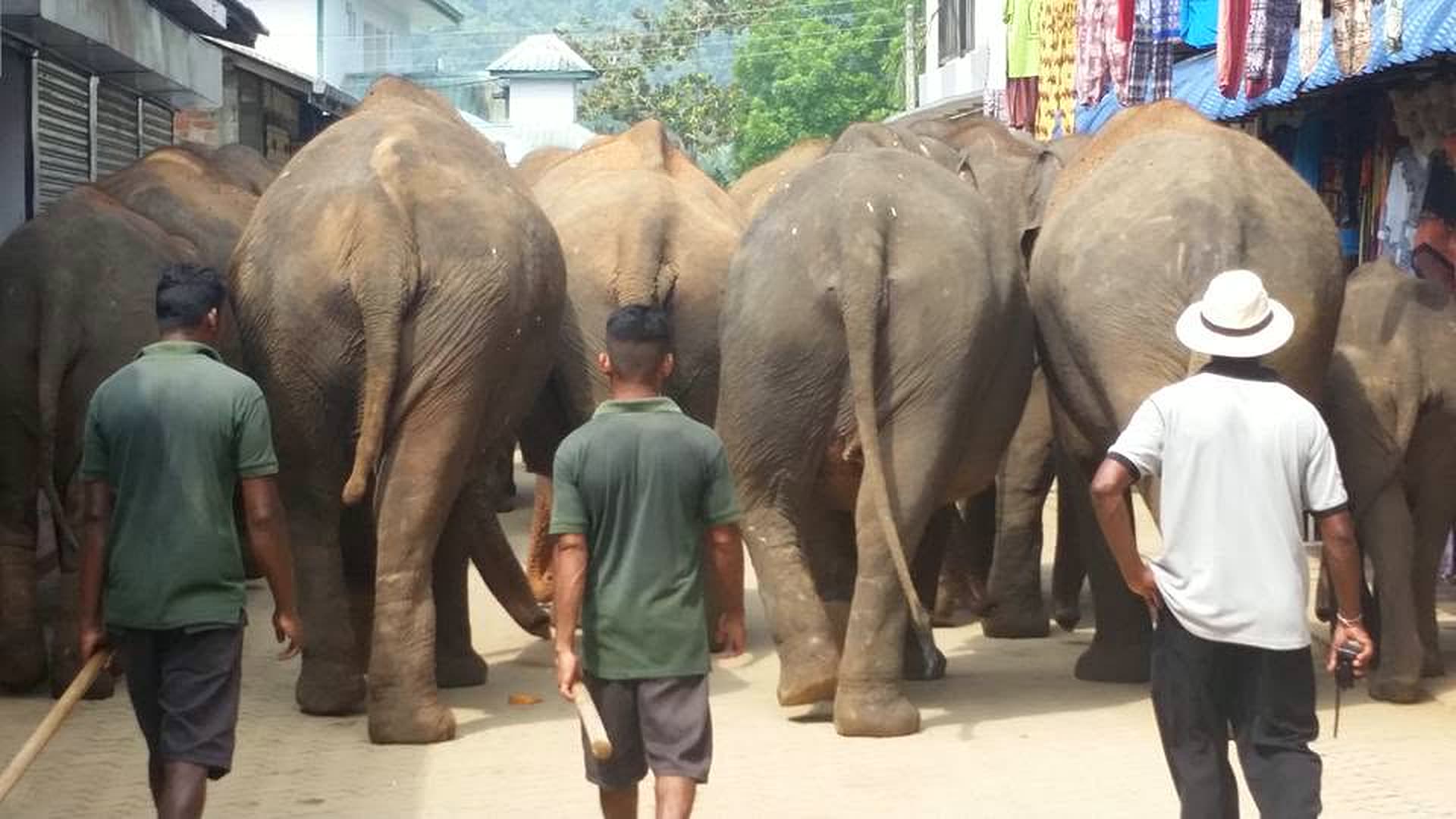 Elephants walking at Pinnawala