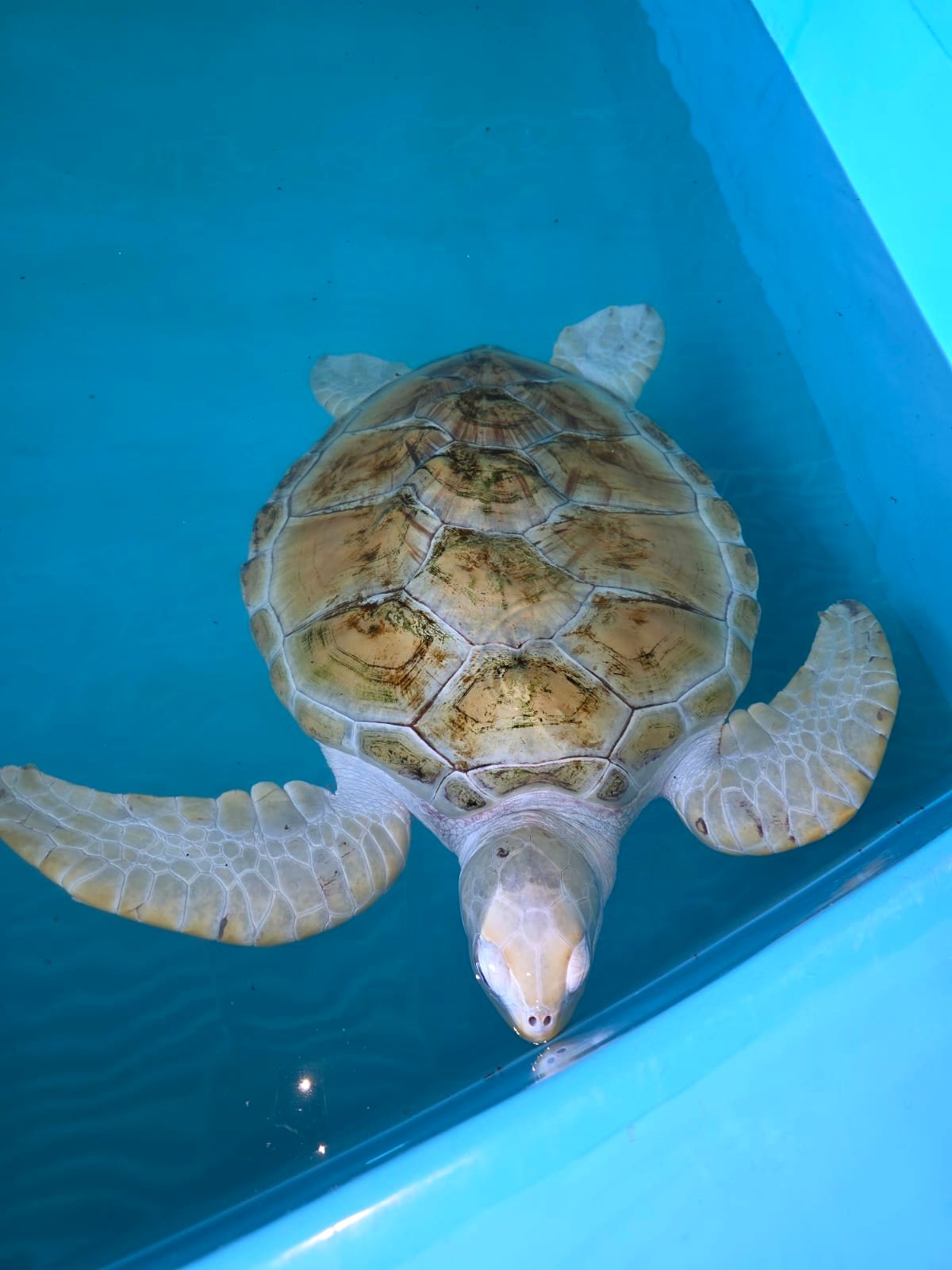 Baby sea turtle at a hatchery