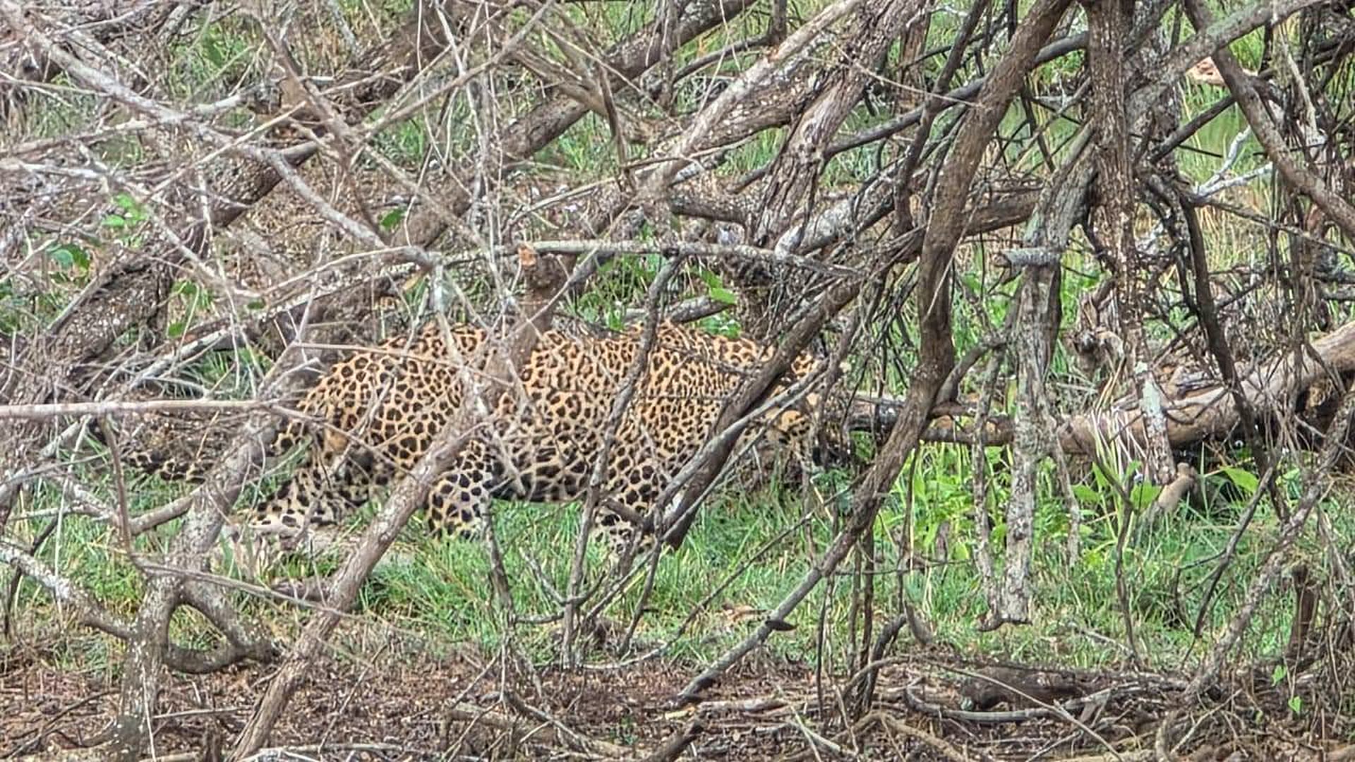 Leopard in the trees, Yala