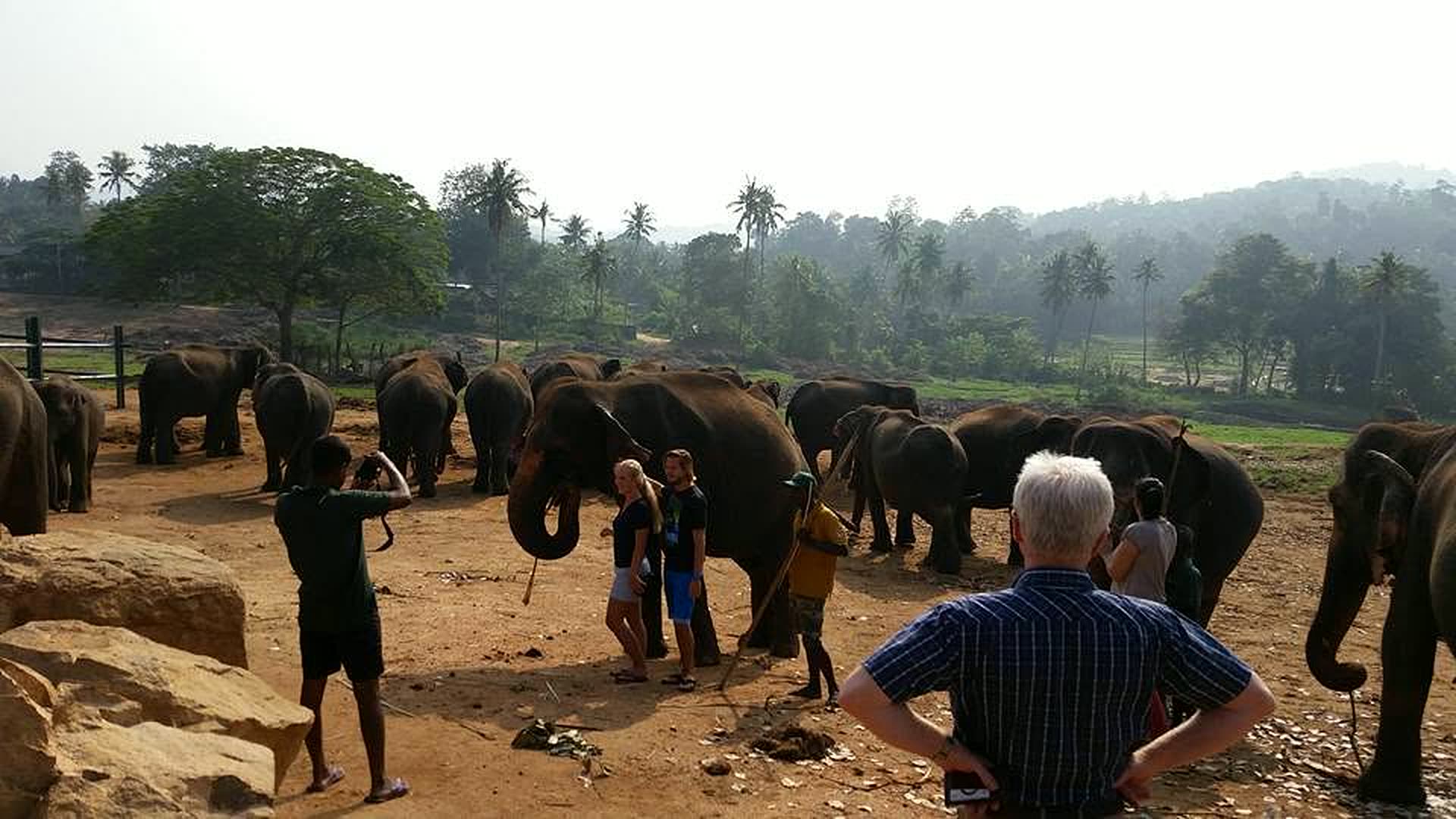 Elephant herd at Pinnawala